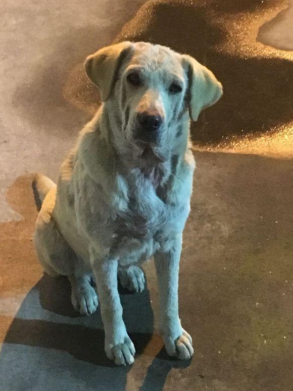 路灯下发现只流浪狗,一脸无奈又绝望的样子,女孩看到难以忘怀