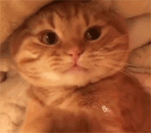 主人一直揉着橘猫肚,给橘猫气的直咬人,好凶.