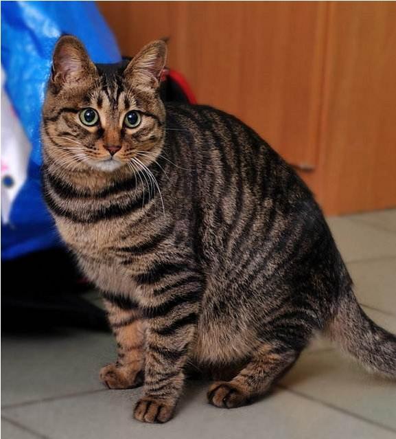 自然淘汰下的品种,国内不值钱,国外买不起 - 田园猫 - 宠物之家