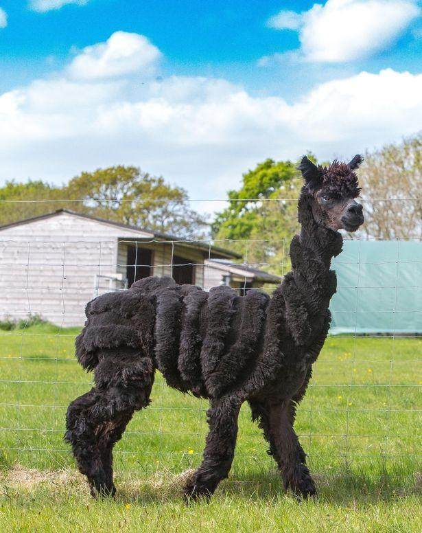 见过给羊驼剃毛吗过程看着很爽剃完后造型奇葩也让人笑哭