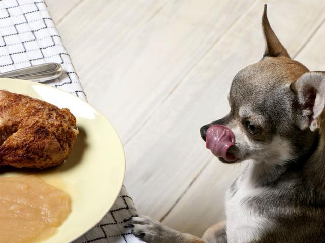 吉娃娃为何不爱吃东西有时候是任性有时候可能是病了