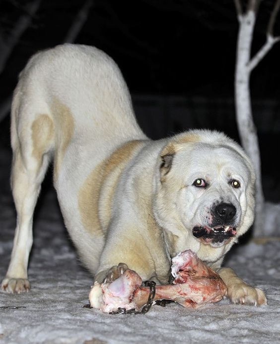 冰岛原住民饲养的猛犬维京人的专用猎犬已有千年历史