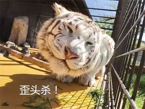 猛虎撒娇表情包图片