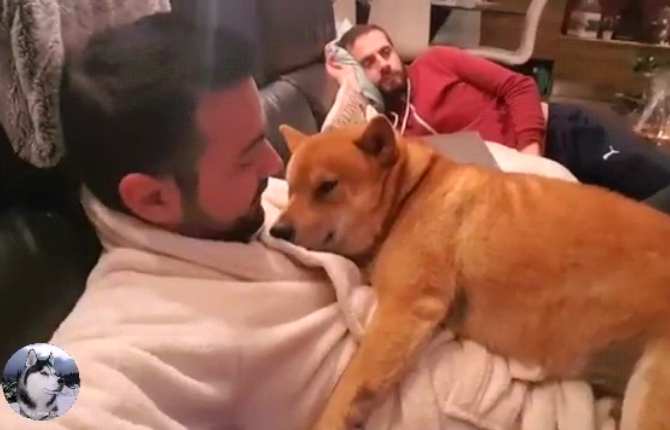 柴犬喜欢趴在爸爸身上睡结果一年后它却忘记自己长大了