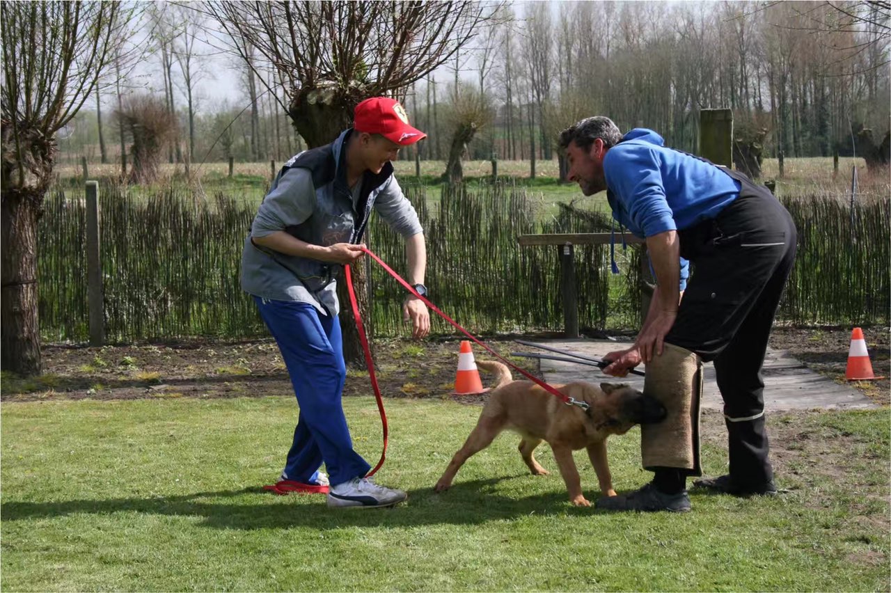 比利时保镖犬赛:咬腿的艺术