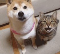 宠物gif:神烦柴犬的日常,每天被女主人摸好享受 男网友:我也想