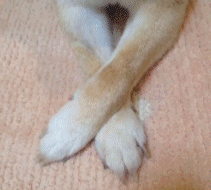 宠物gif:神烦柴犬的日常,每天被女主人摸好享受 男网友:我也想