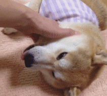 宠物gif:神烦柴犬的日常,每天被女主人摸好享受 男网友:我也想