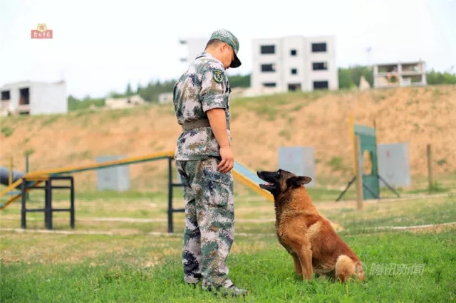 犬王贾树志军旗正红大型系列报道