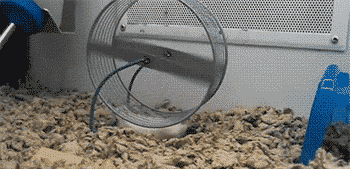 不按套路出牌的仓鼠