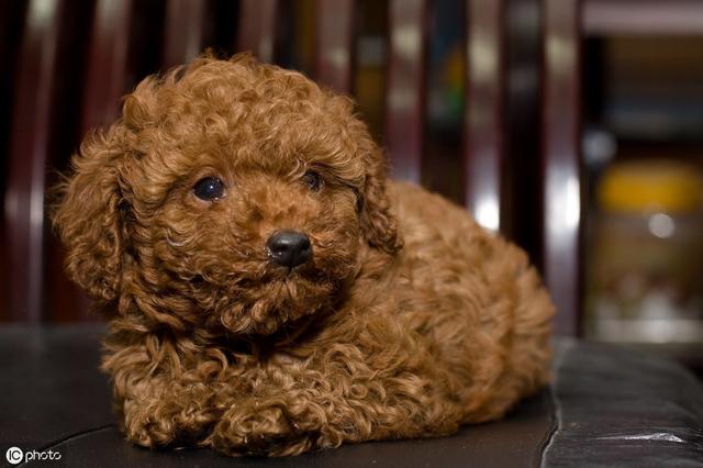 犬瘟細小冠狀病毒同時感染的狗狗它該如何扛過這三道鬼門關