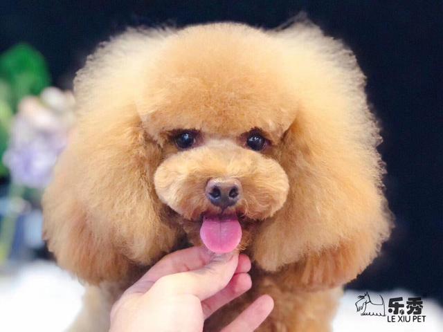 装萌系造型修剪,快来看看你家的狗子多好看 贵宾泰迪 宠物之家