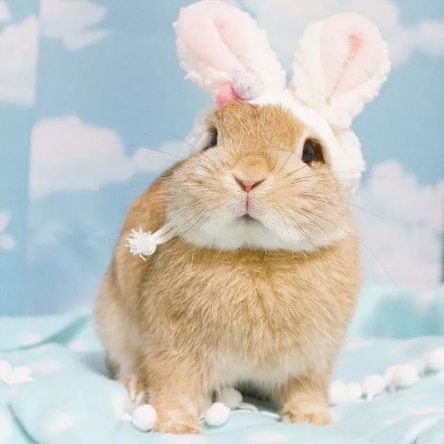 日本网友家的8只兔子,每一只都超级萌!