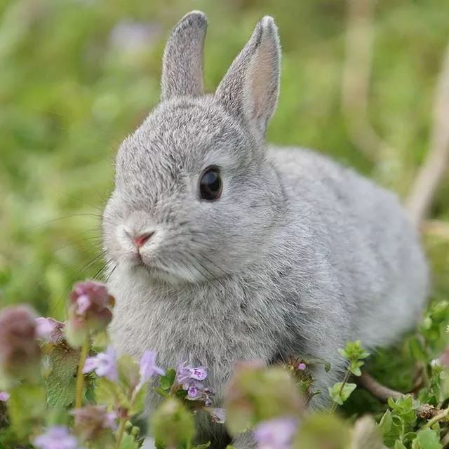 日本网友家的8只兔子,每一只都超级萌!