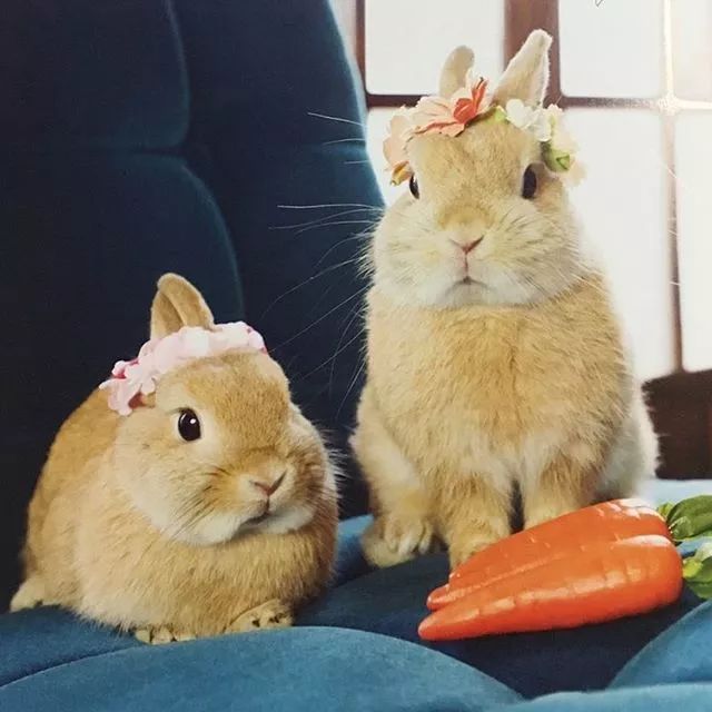 日本网友家的8只兔子,每一只都超级萌!