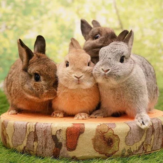 日本网友家的8只兔子,每一只都超级萌!