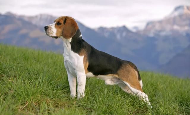 兔子杀手比格犬以狗狗为原型的卡通人物你没听过但肯定见过