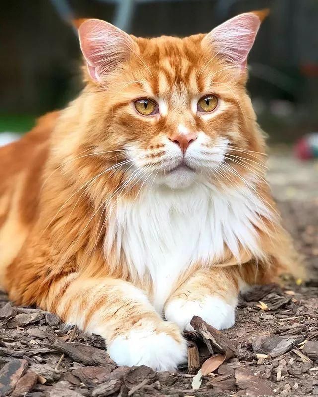 当大体型缅因猫遇上橘猫的基因巨型橘猪没错了