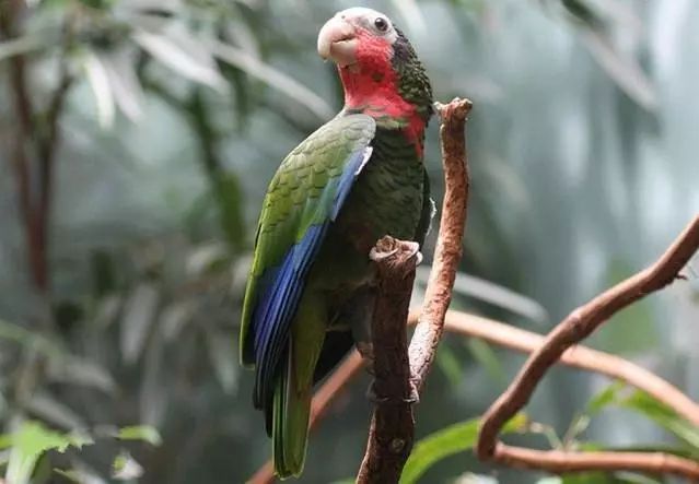 金头亚马逊鹦鹉图片