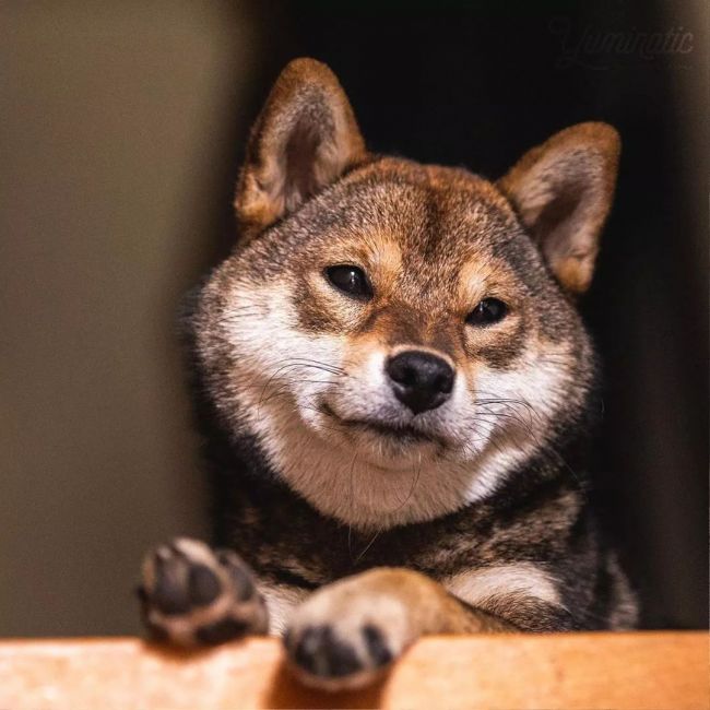 这里有个柴犬,烤糊了…"