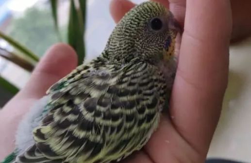 為何飼養者害怕虎皮鸚鵡種鳥繁殖出原始綠品種的鳥呢