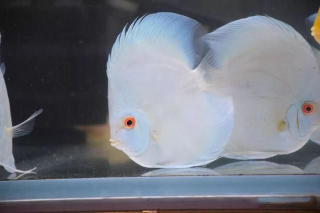 蓝色系七彩神仙全揭秘梦之蓝