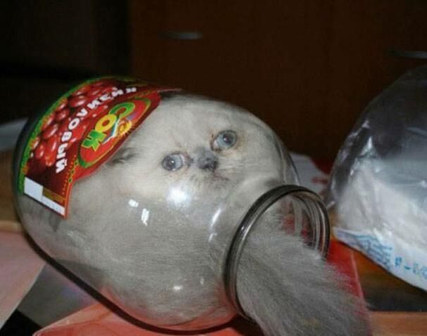 18张猫咪出糗的搞笑图片赶快给我删了本喵不要面子的啊