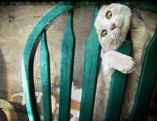 18张猫咪出糗的搞笑图片赶快给我删了本喵不要面子的啊