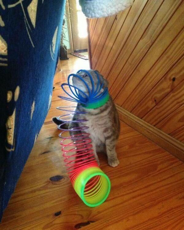 18张猫咪出糗的搞笑图片赶快给我删了本喵不要面子的啊