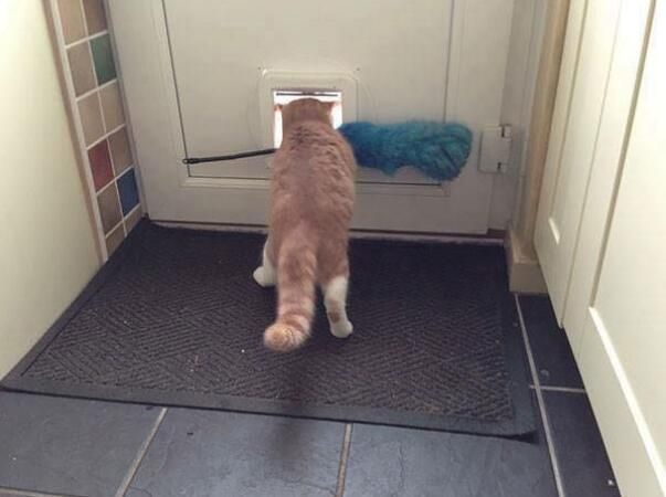 18张猫咪出糗的搞笑图片赶快给我删了本喵不要面子的啊