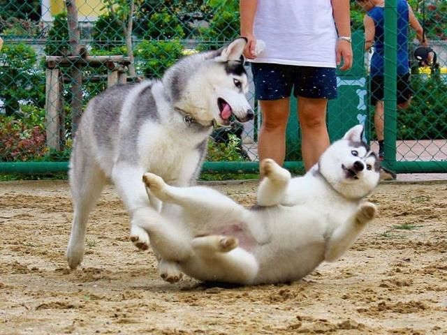 18张哈士奇搞笑图片论沙雕程度我说第二没人敢说第一吧