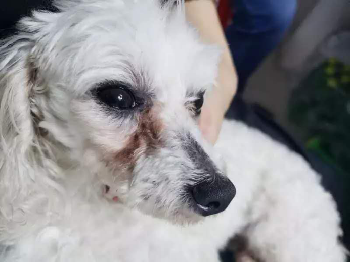 神器都用过了狗狗泪痕怎么还去不掉