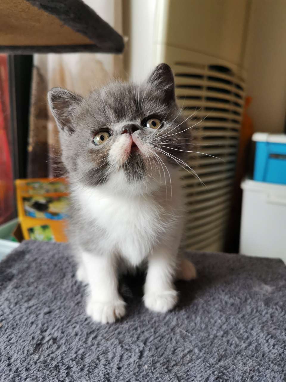 10图肥肥家的宝贝693次点击 0评论2020-3-7主人好心喂加菲猫食物,可