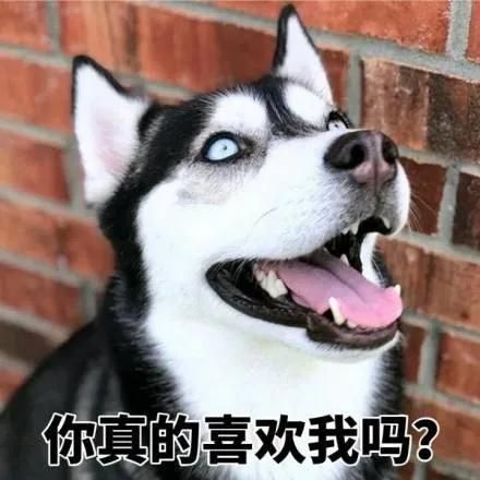 网友过年送给父母一只二哈,没几天接到老爸电话:你是不是跟我有仇?