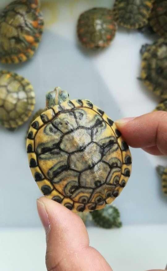 白化巴西龟品种基因大全