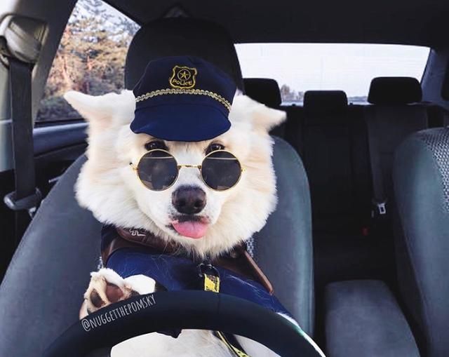 18只可爱的工作犬,你最喜欢哪只?