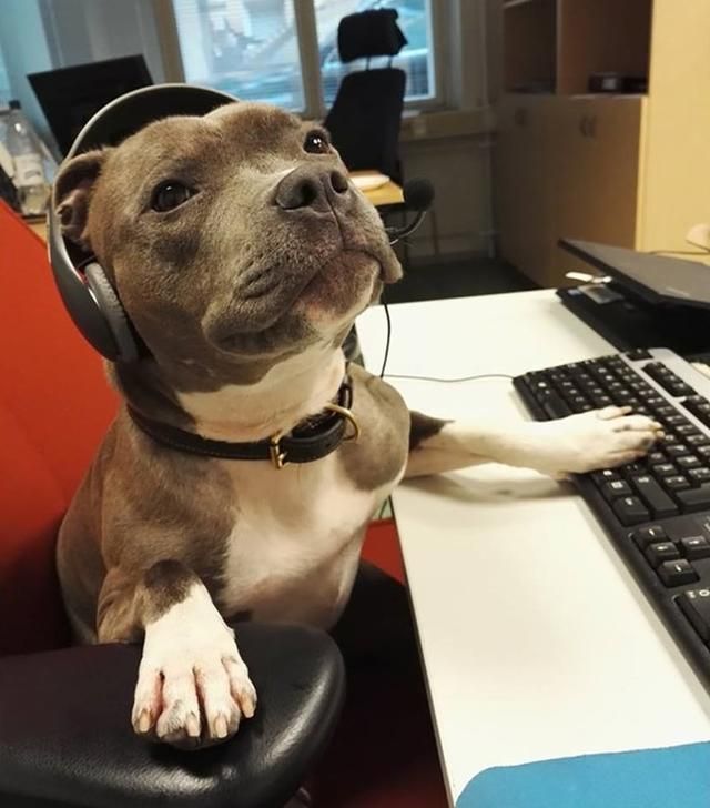 18只可爱的工作犬,你最喜欢哪只?