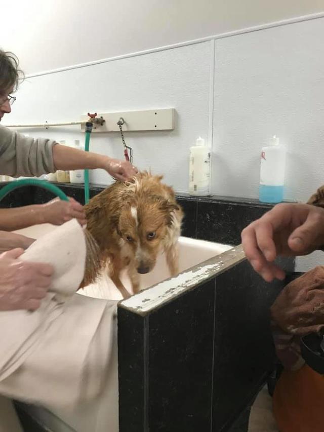忠犬为在龙卷风前救下主人，将自己置于危险，灾后一度失踪54天-4.jpg
