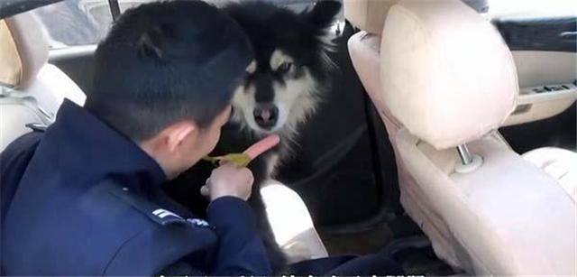 警察发现了只走丢的阿拉斯加，没想狗狗是个大胃王，差点吃穷自己-3.jpg