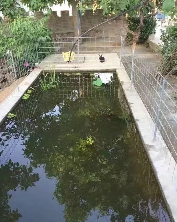 院子自建2x5米生态鱼池，无过滤，用井水，鱼照样很漂亮！-4.jpg