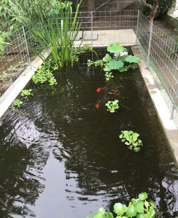 院子自建2x5米生态鱼池，无过滤，用井水，鱼照样很漂亮！-12.jpg