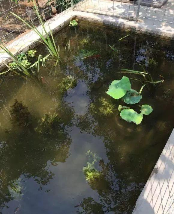院子自建2x5米生态鱼池，无过滤，用井水，鱼照样很漂亮！-24.jpg