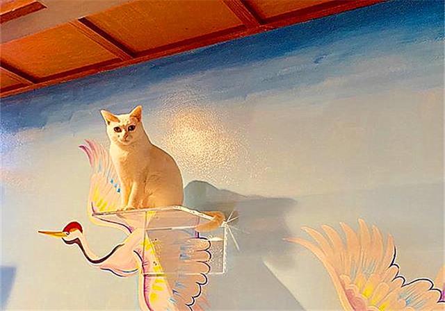 流浪猫在旅店打工，游客只能看不能摸，竟成了爱猫人士的天堂-3.jpg