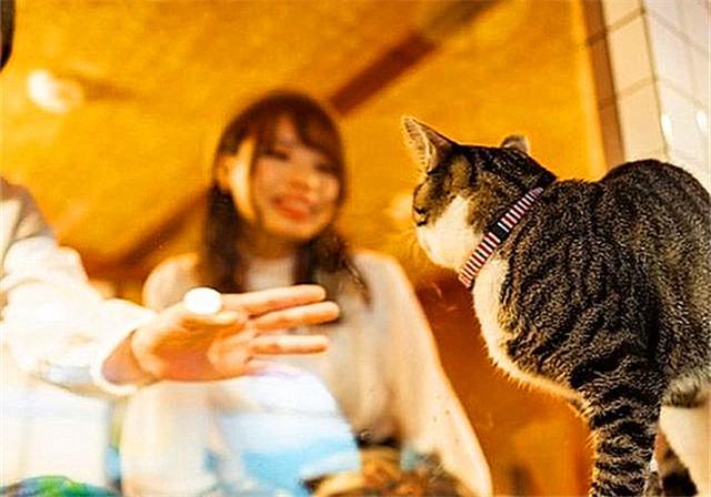流浪猫在旅店打工，游客只能看不能摸，竟成了爱猫人士的天堂-7.jpg