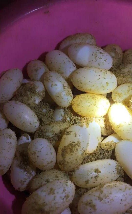 如何防止乌龟蛋在孵化期间发霉