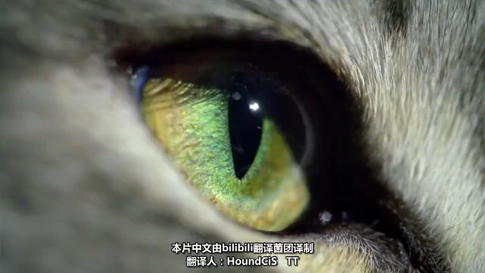 BBC纪录片《猫咪观察 第一集 猫的世界观》在线观看