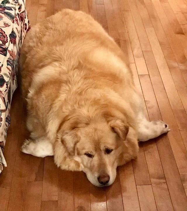 超重大金毛减掉100斤肥肉,变身帅气精神狗狗,真是太励志了