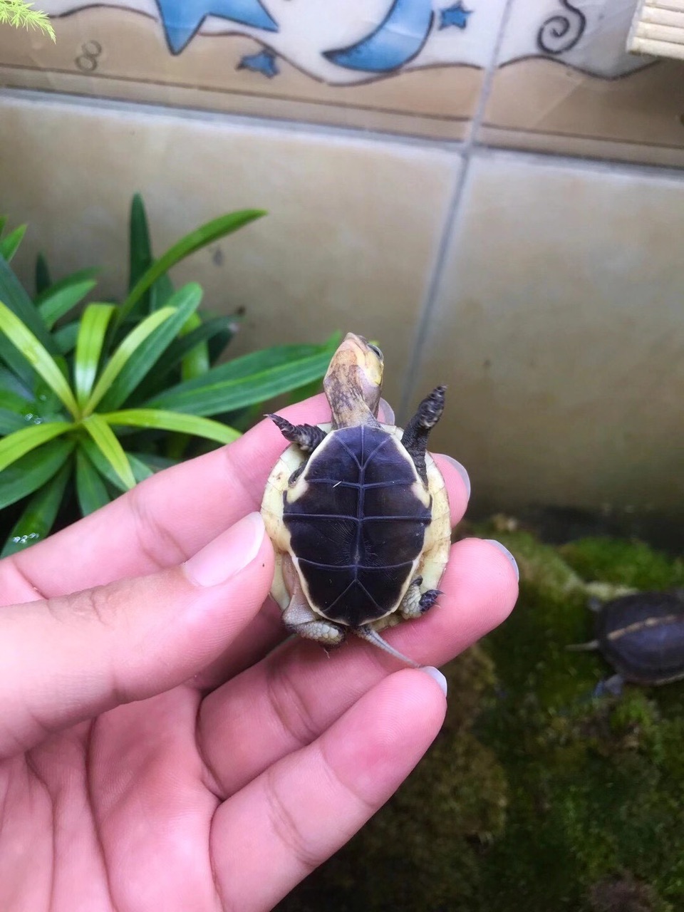 黄缘闭壳龟台缘苗高背款