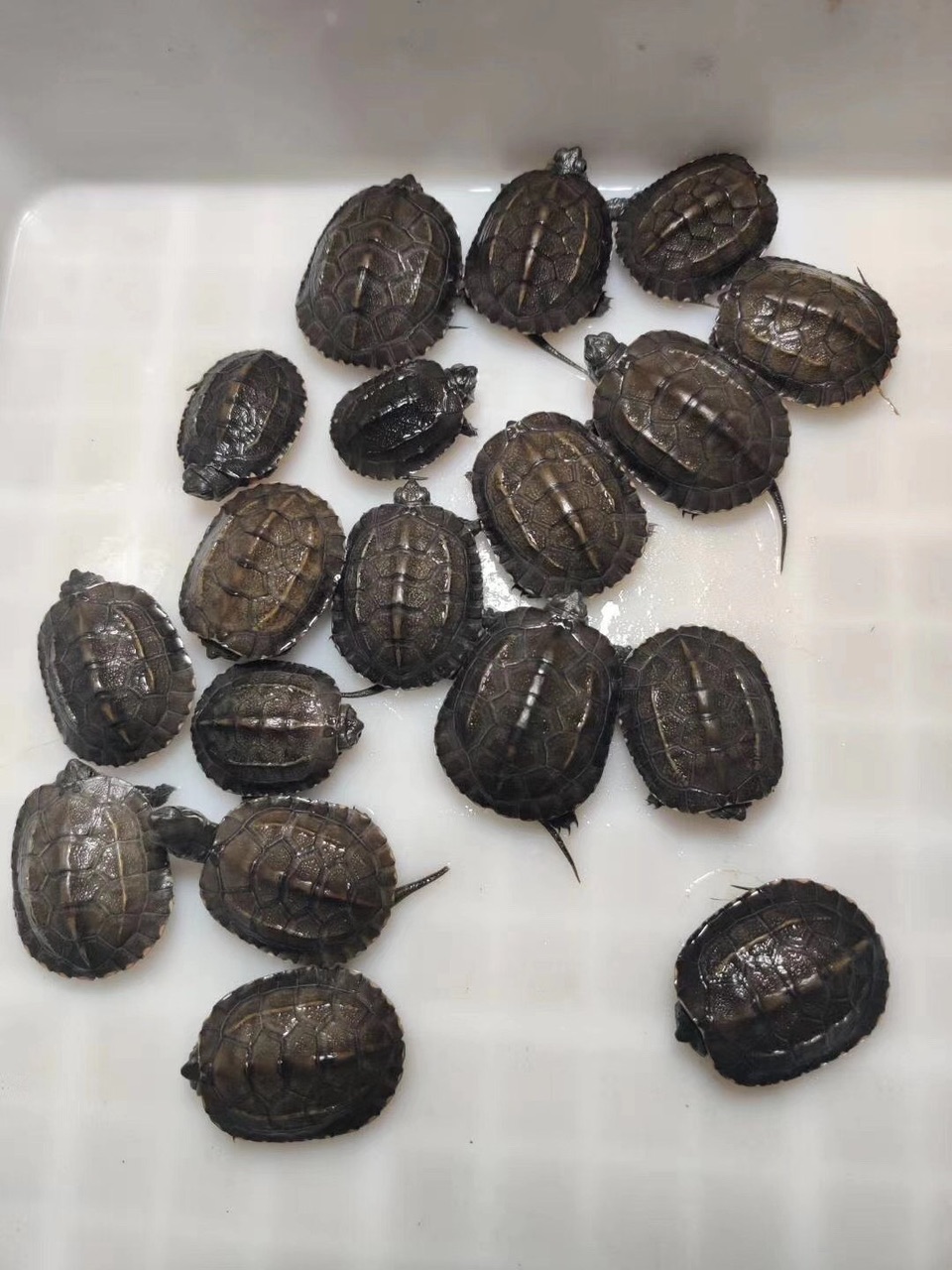 黑杂- 龟 - 宠物之家