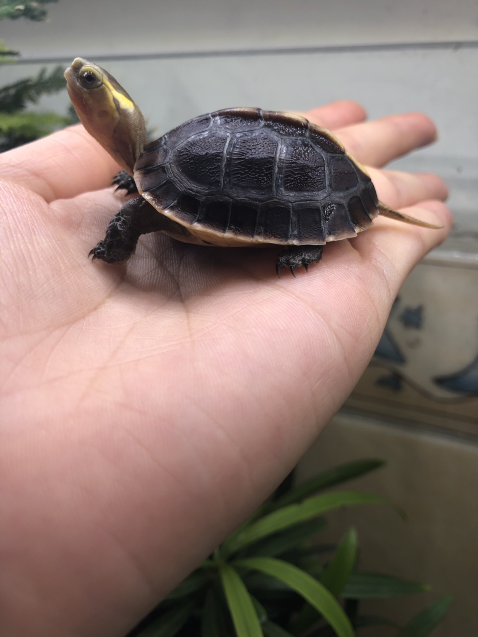 小台苗,高背款 - 龟 - 宠物之家